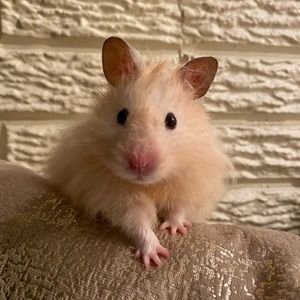 Meet your Posher, Olivia